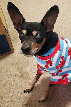 Ogden the dog sitting and wearing pajamas