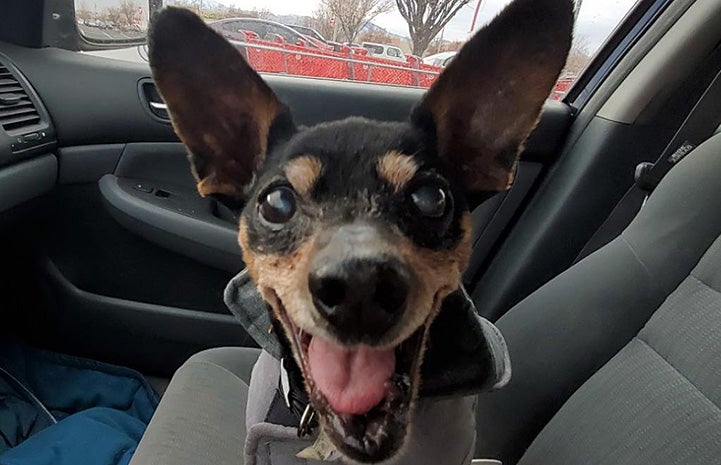 Ogden the dog, smiling while in a car