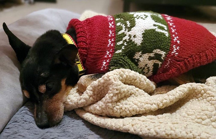 Ogden the dog lying on a blanket while wearing a sweater