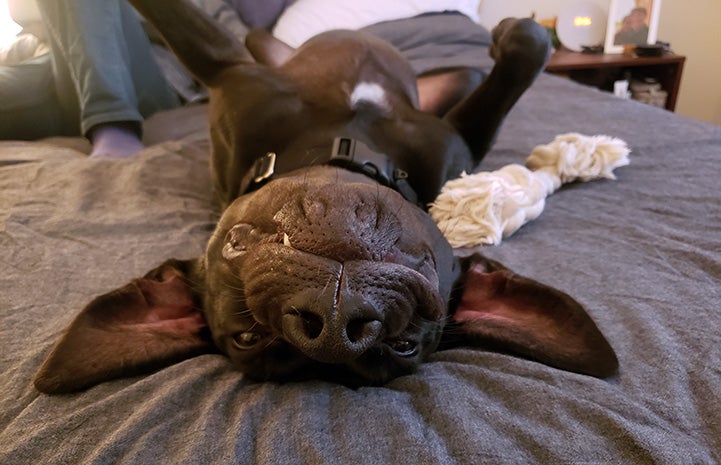 Gus the dog lying upside-down on a a bed