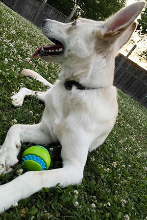 Hanz the dog with a ball between his front paws