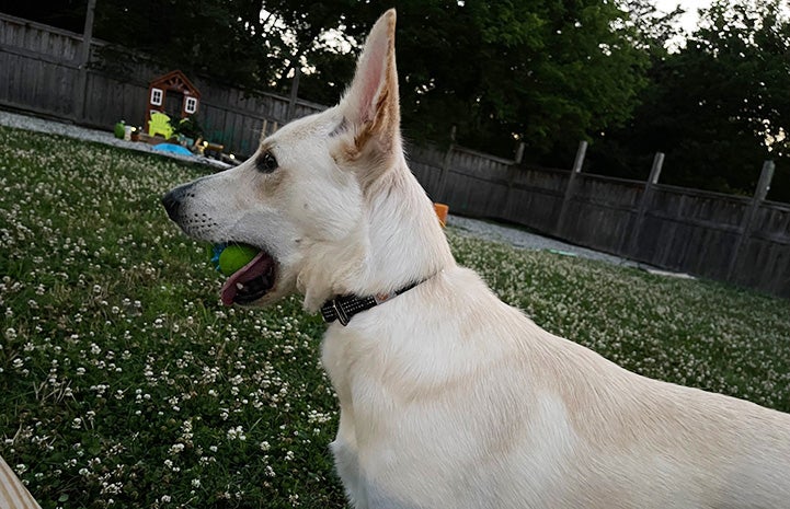 Hanz the German shepherd with a ball in his mouth