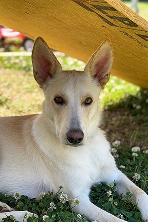 Hanz the German shepherd lying in the grass under a wooden board