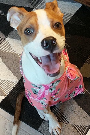 Honey Bee the dog wearing a T-shirt to protect her surgical incision