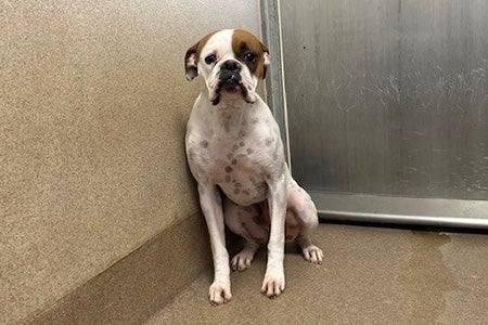 Roscoe the dog in the corner of his kennel