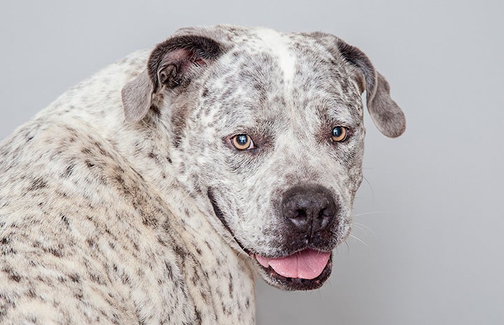 Johnny Houla the dog smiling and looking backward over his shoulder