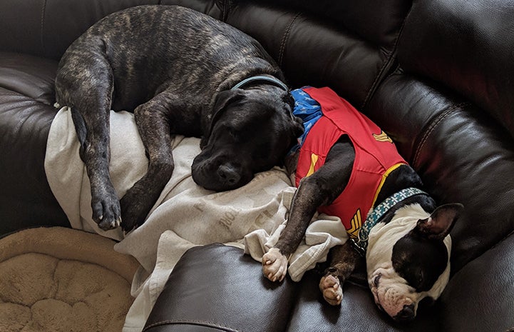 Two dogs sleeping and snuggling together on a couch