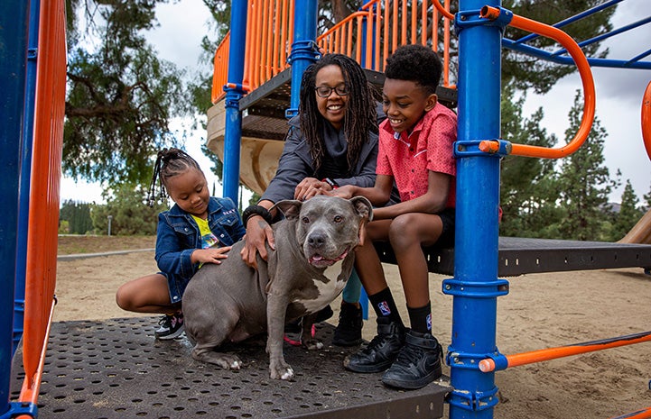 Whole family with Lola the pit bull terrier who they adopted, all together on some colorful playground equipment