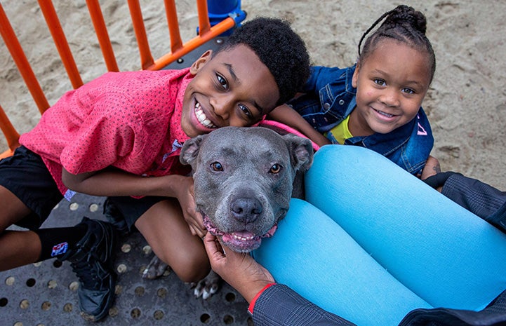 Young boy hugging Lola the gray and white pit bull terrier while young girl smiles next to him