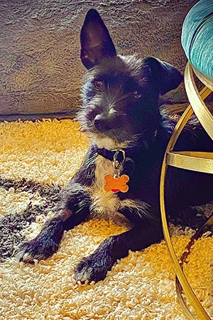 London the dog lying on a yellow carpet