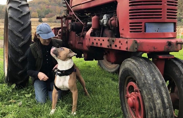 Malcolm the dog standing next to a person beside a vintage red tractor