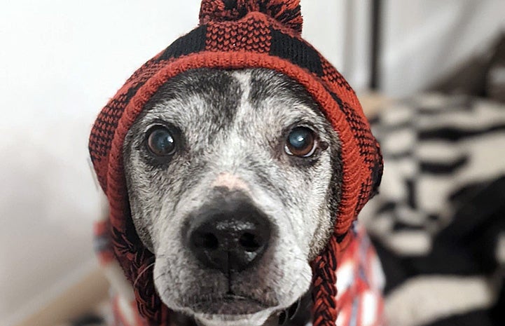 Hubie the dog wearing a red and black knitted cap