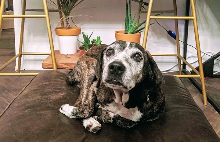 Hubie the dog lying down on a doggy bed in front of some plants and stools