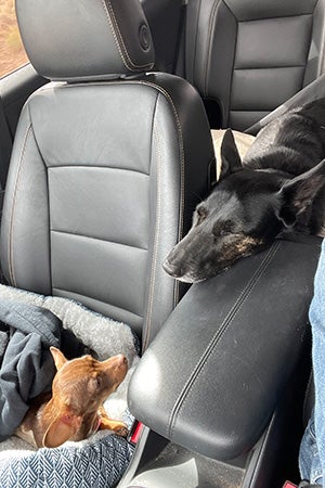 Molly Brown the dog with another dog in the back seat of a car