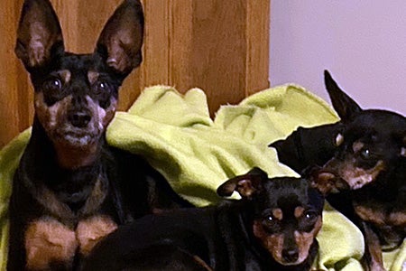 Ogden the dog snuggling with his two canine brothers