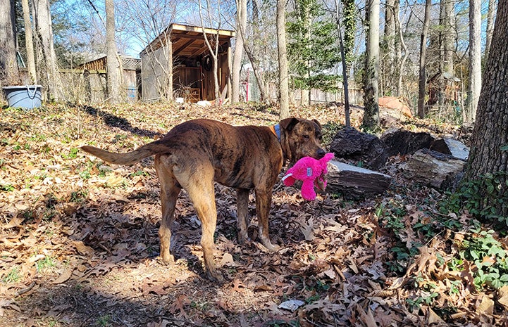 Pancho the dog in the woods holding a pink stuffed toy in his mouth