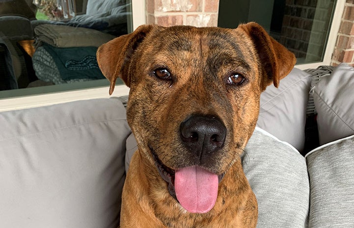 The face of Pancho the brindle dog with his tongue out