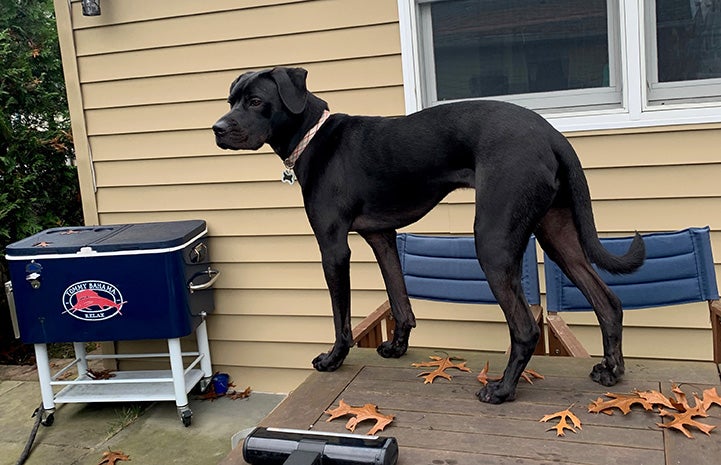 Large black dog Milo standing outside on a deck