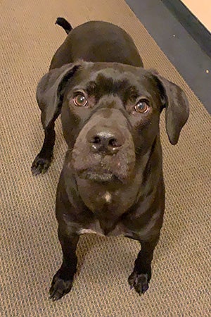 Milo the black dog, standing and looking at the camera