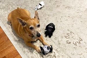 Stevie Nicks the dog lying on a carpet with some Star Wars toys