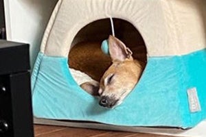 Chihuahua mix Stevie Nicks sleeping in an enclosed dog bed
