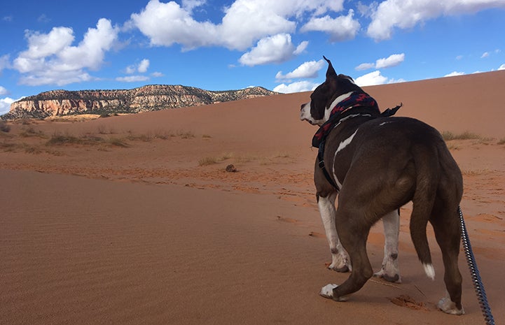 Phinny, a brown and white pit-bull-terrier-type dog, on an outing at the sand dunes