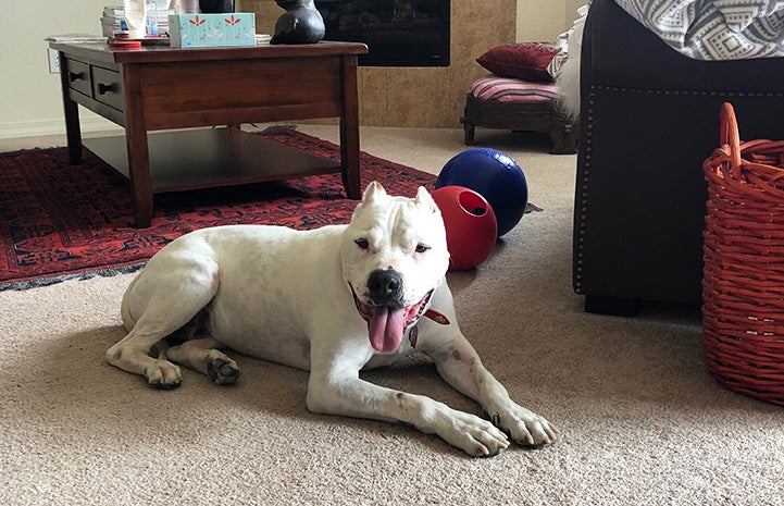 Ralph the dog lying on the floor in a living room