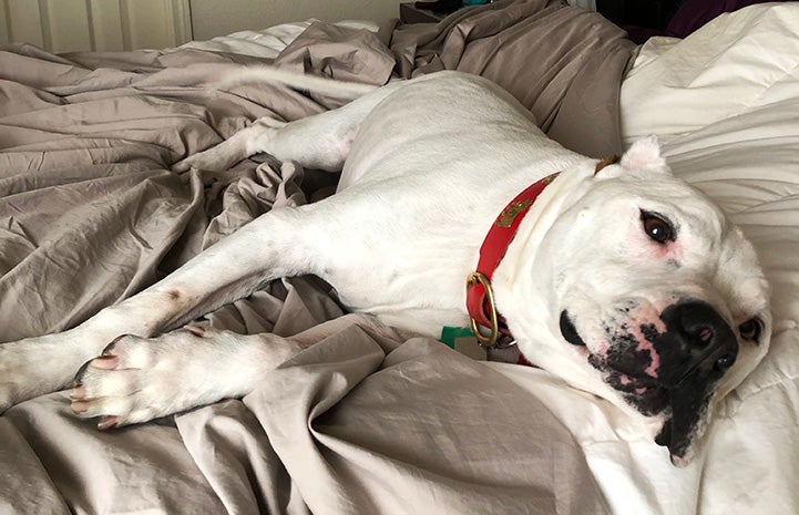 Ralph the dog lying comfortably on a bed