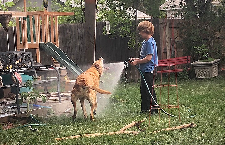 Child spraying a hose while Lance the dog bites at the stream of water