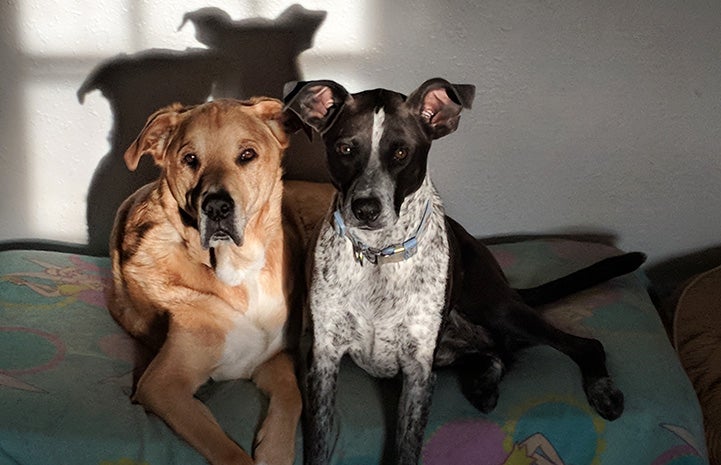 Lance the dog lying next to another dog with their shadows behind them