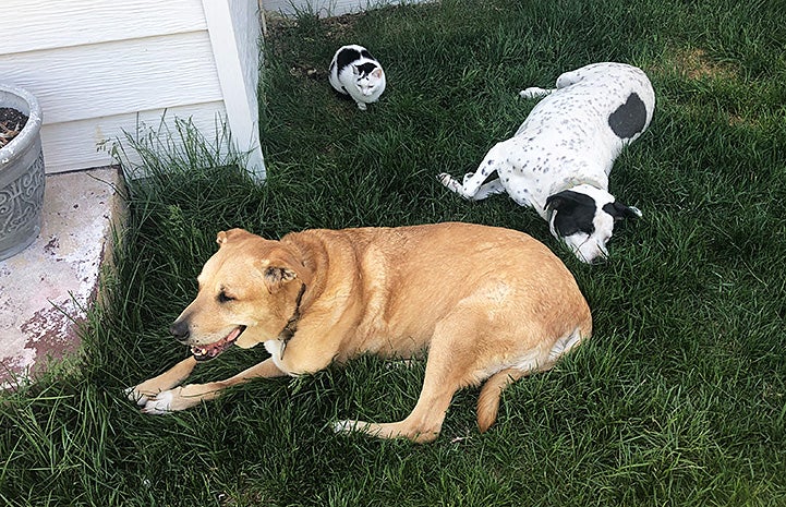 Lance the dog lying in the grass with another dog