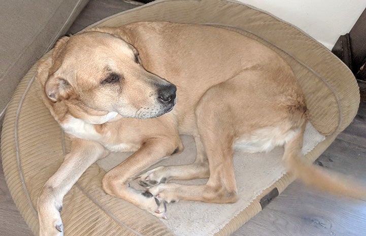 Lance the dog lying on a semi-circular bed