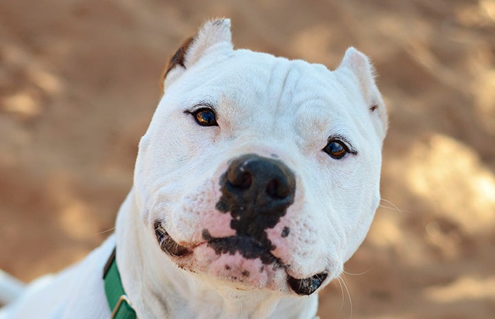 The face of Ralph the white pit bull terrier with cropped ears