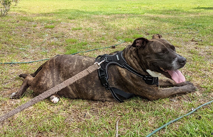 Bonnie the dog lying outside in some grass