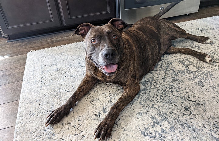 Bonnie the brindle and white dog lying on a carpet