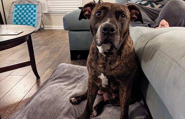 Bonnie the dog lying on the ground in front of a couch