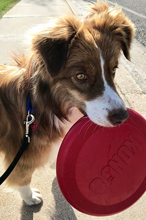 Scout the dog holding a Kong frisbee toy in her mouth