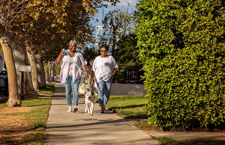 Seven the dog on an outside, leashed walk on a sidewalk with new adopters