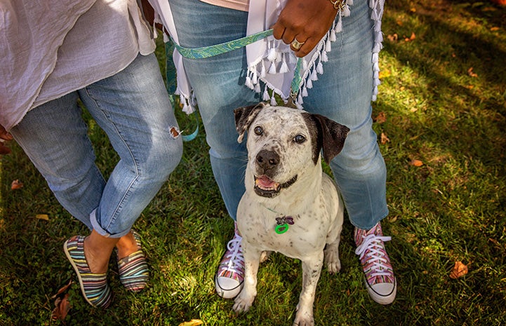 Seven the dog, smiling and sitting at the feet of two people