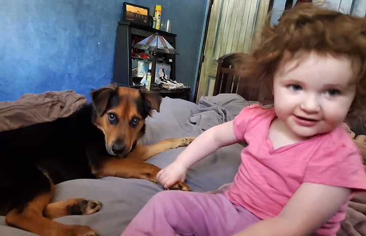 Max the dog lying on a bed with a toddler holding her paw