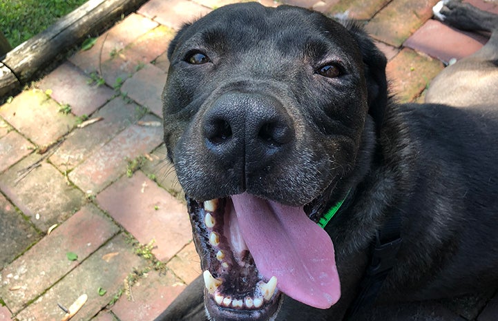 Swing, a black dog, with his mouth open and tongue hanging out