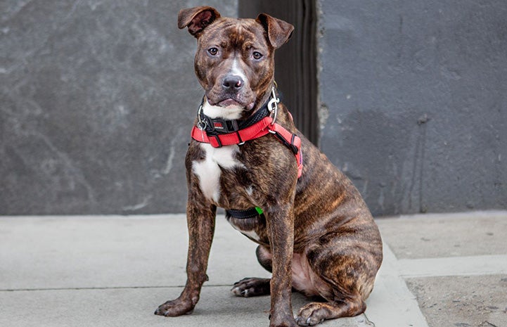 Brindle and white dog Tiggs sitting on a sidewalk