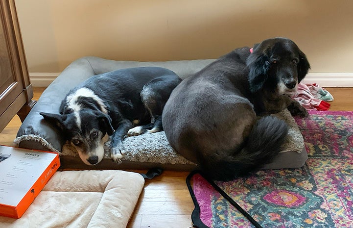 Glitter and another dog snuggling together in a small dog bed
