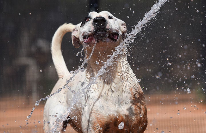 Yuma the dog playing with water being sprayed from a hose