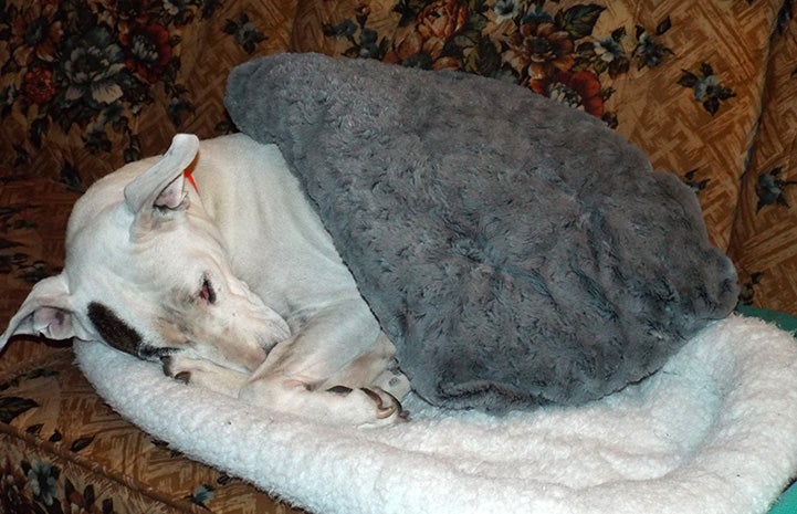 Yuma the dog snuggling under a blanket on a dog bed on a couch