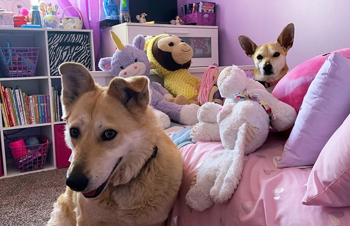 Eliza and Bambi the dogs in a purple room full of stuffed animals