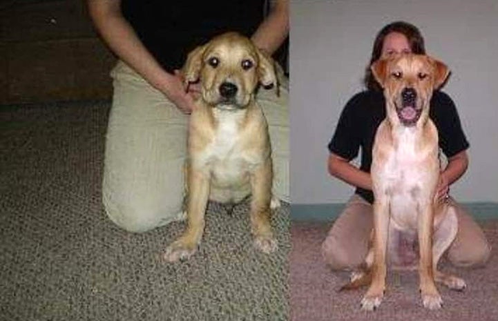 Photo of Ralph as a puppy next to a later, older photo of him in front of a person