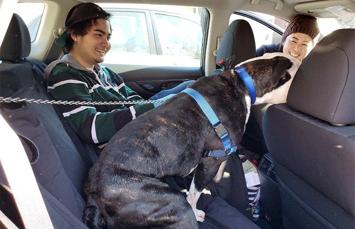 Zeke the pit bull terrier mix in the back seat of a car with a teenage boy, with his head up to the front seat