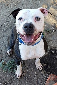 Zeke the pit bull terrier mix with one black ear, one white ear