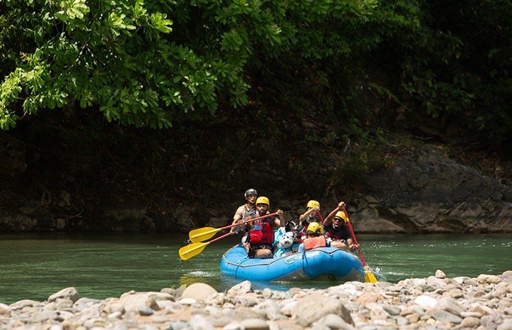 Contestants from The Pack show and their dogs paddling a whitewater raft in the water toward the shore